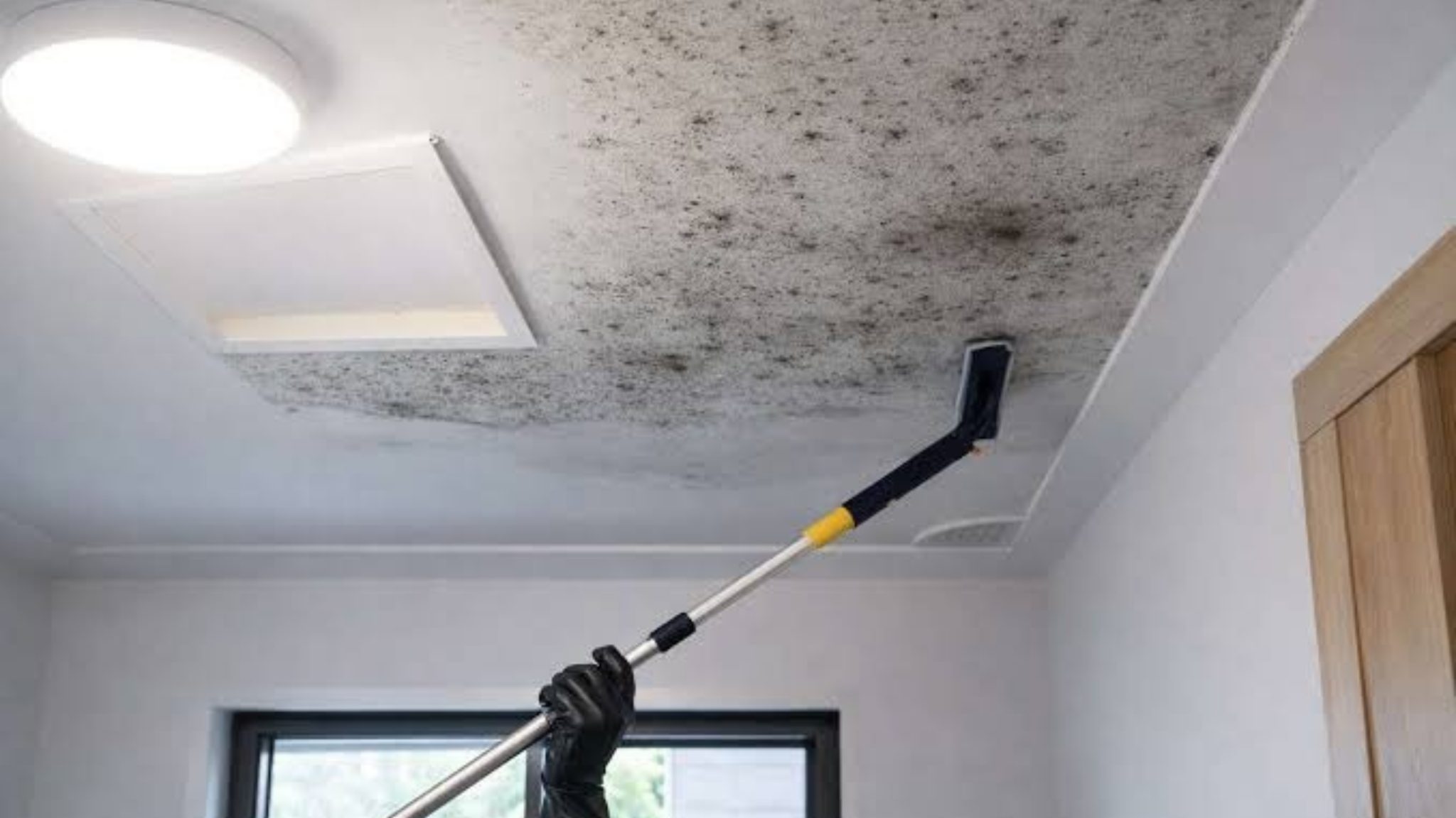 Mould spots returning on a white ceiling as someone tries to clean them with a long-handled pad